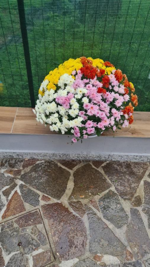 Affittacamere Cosulich Monfalcone Buitenkant foto